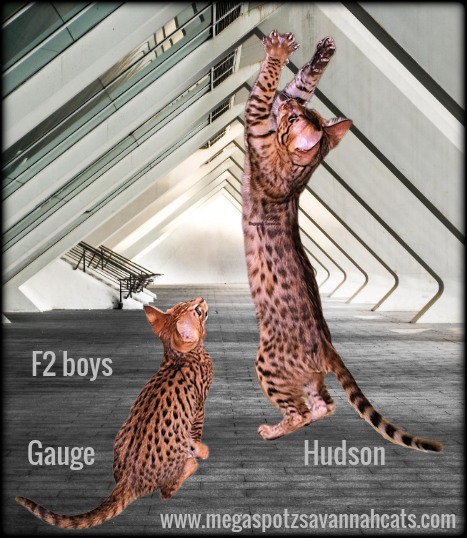 MEGASPOTZ SAVANNAH CATS photo 3