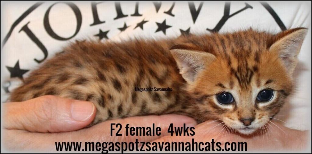 MEGASPOTZ SAVANNAH CATS photo 9