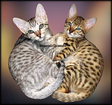 MEGASPOTZ SAVANNAH CATS photo 10