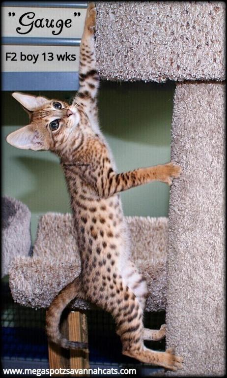 MEGASPOTZ SAVANNAH CATS photo 4