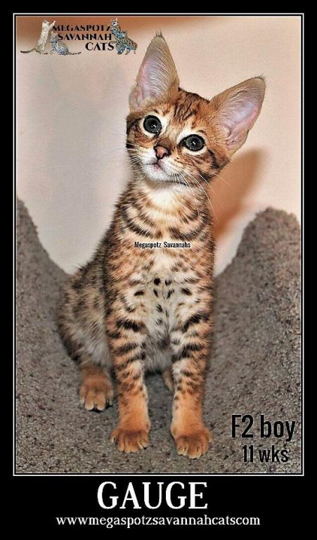 MEGASPOTZ SAVANNAH CATS photo 5