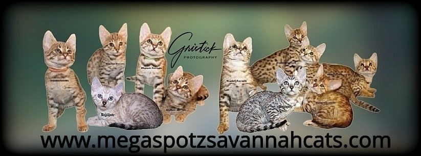 MEGASPOTZ SAVANNAH CATS photo 8