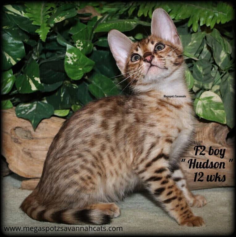 MEGASPOTZ SAVANNAH CATS photo 13