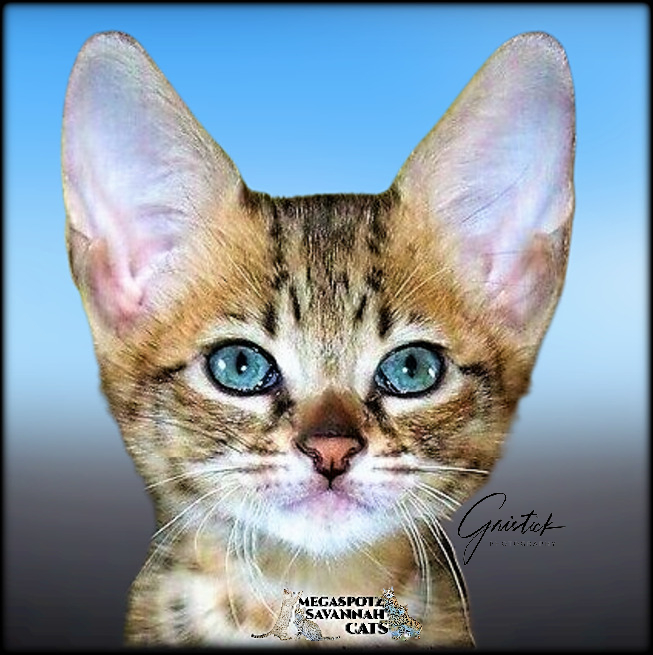 MEGASPOTZ SAVANNAH CATS photo 17
