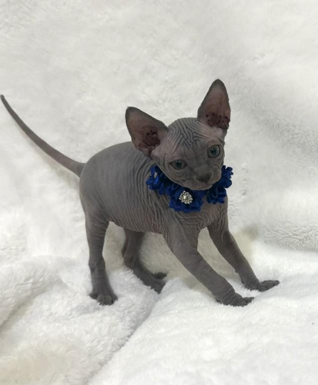 Blue Sphynx photo 2