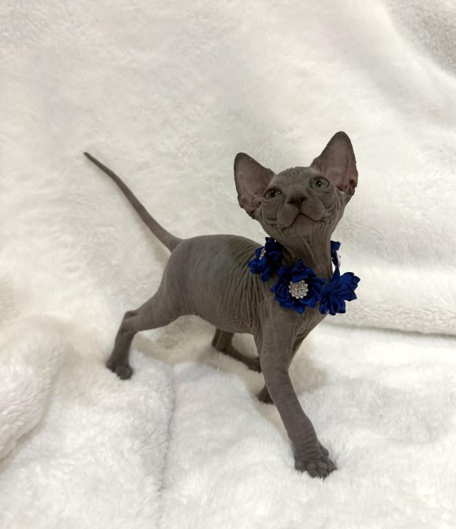 Blue Sphynx