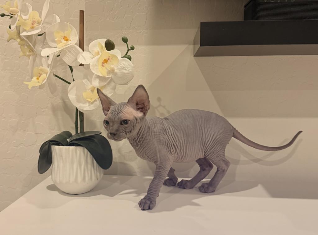 Blue Sphynx Priced Reduced photo 2
