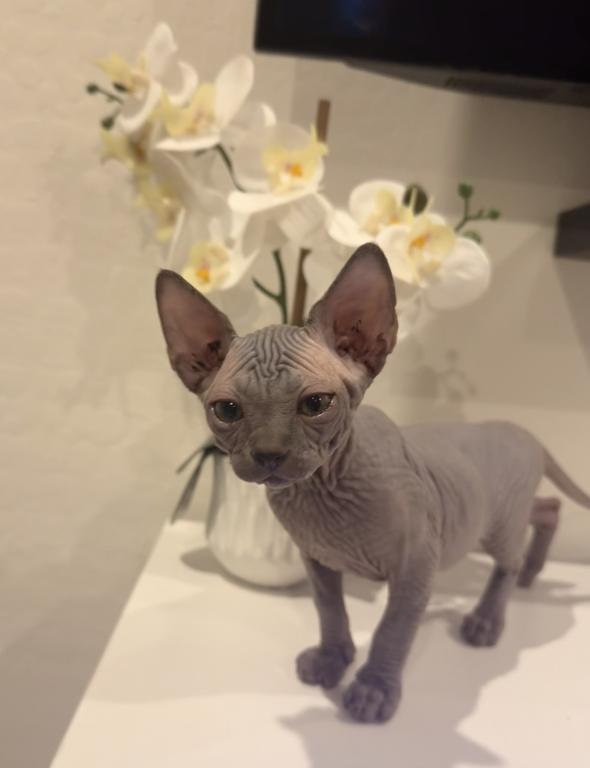 Blue Sphynx Priced Reduced