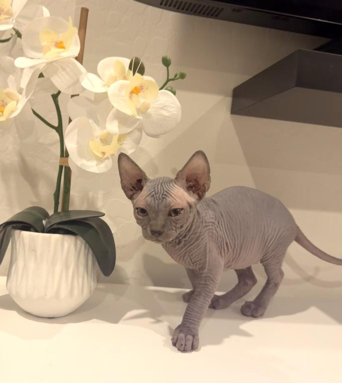 Blue Sphynx Priced Reduced photo 3