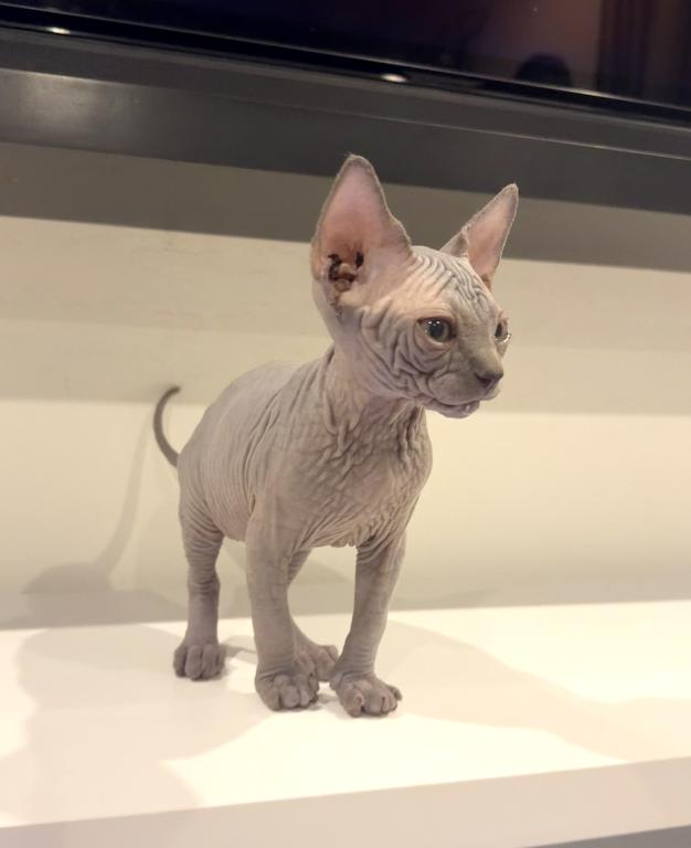 Blue Sphynx Priced Reduced photo 4
