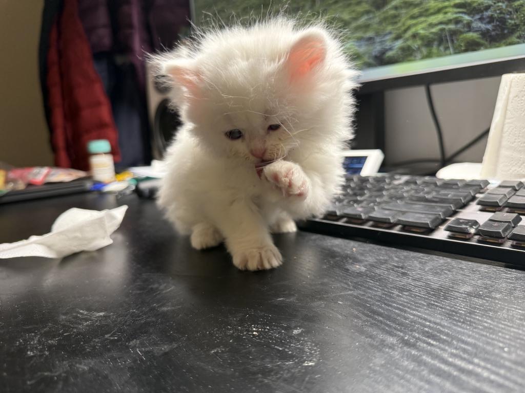 Beautiful White Persian Kittens photo 2