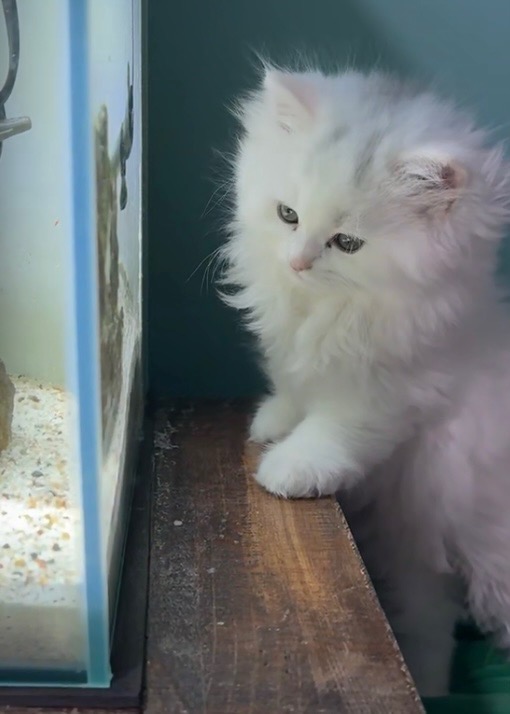 Beautiful White Persian Kittens
