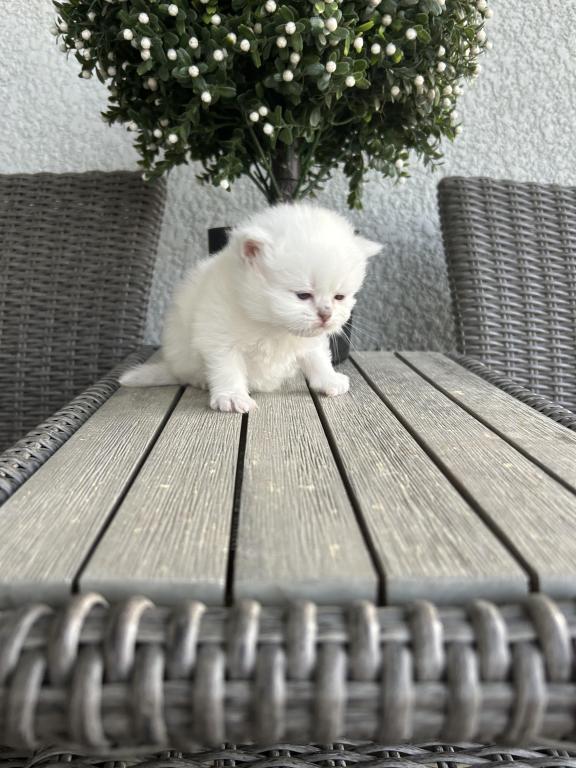 Beautiful White Persian Kittens photo 3