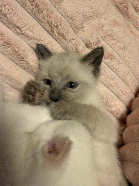 PENDING Male Ragdoll Blue Point photo 1