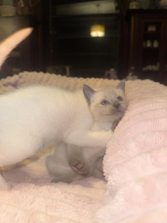 PENDING Male Ragdoll Blue Point photo 3