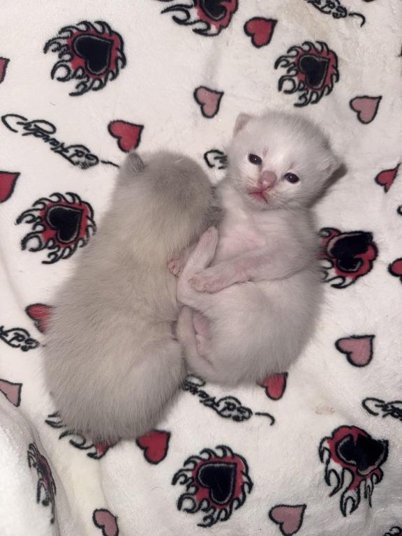 PENDING Male Ragdoll Blue Point photo 6