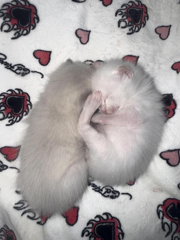 PENDING Male Ragdoll Blue Point photo 5