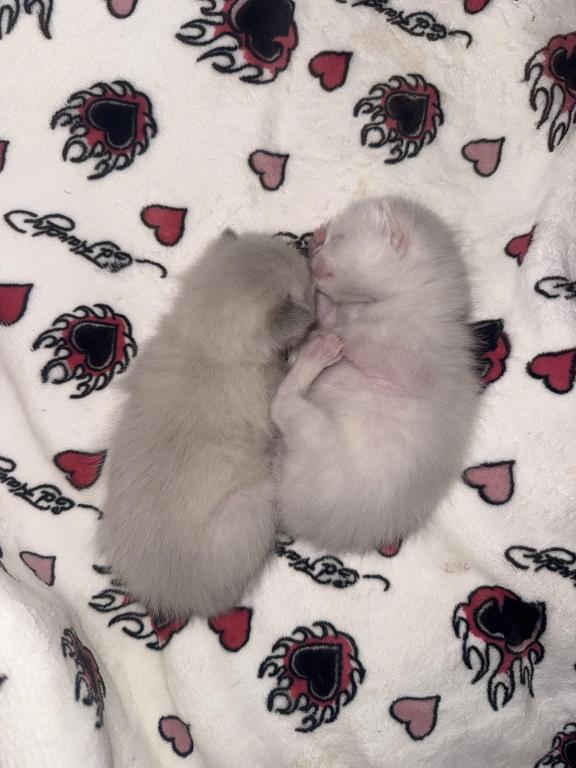 PENDING Male Ragdoll Blue Point photo 4