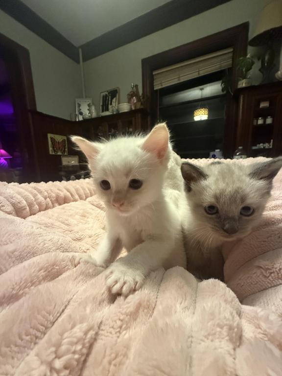 PENDING Male Ragdoll Blue Point photo 2
