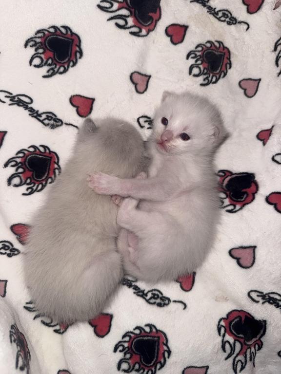 PENDING Male Ragdoll Blue Point photo 7