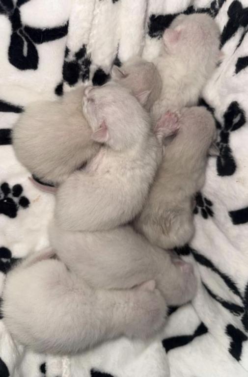 Ragdoll Kittens Coming Soon