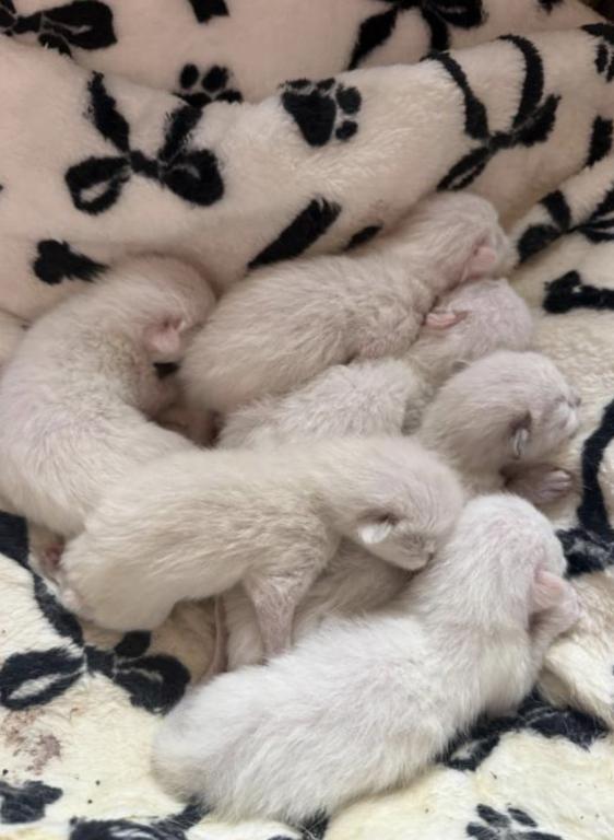 Ragdoll Kittens Coming Soon photo 2