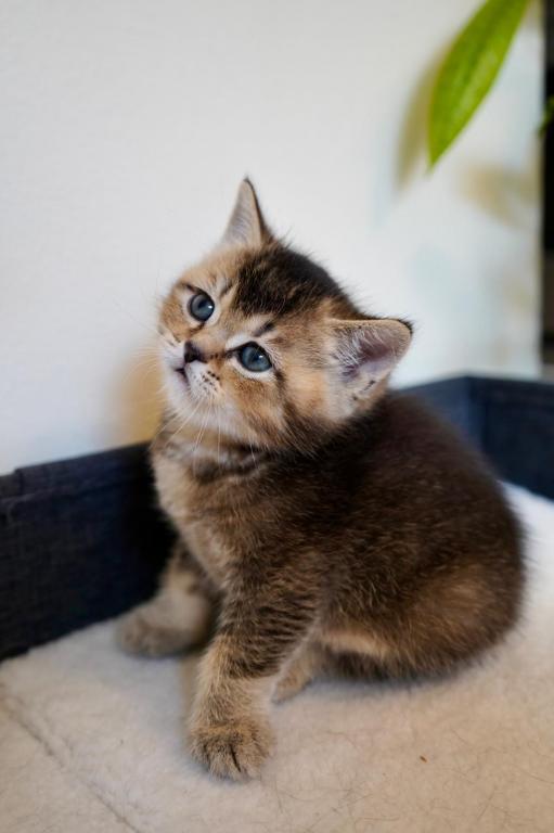Ken 2 photo 6