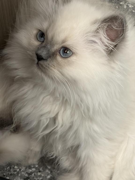 Himalayan Kitten Blue Point  Male Available Fluffy photo 7