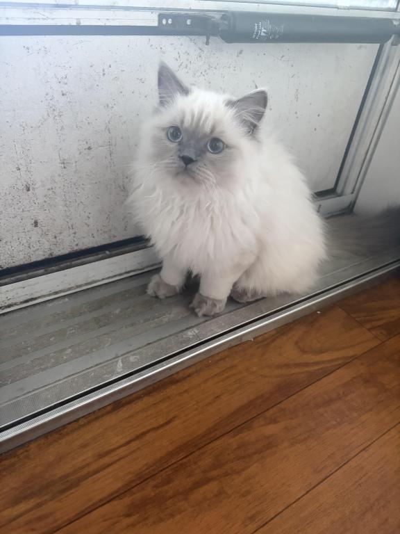 Himalayan Kitten Blue Point  Male Available Fluffy photo 2