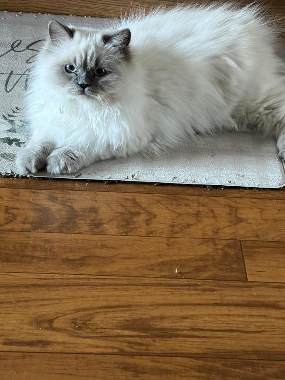 Himalayan Kitten Blue Point  Male Available Fluffy photo 5