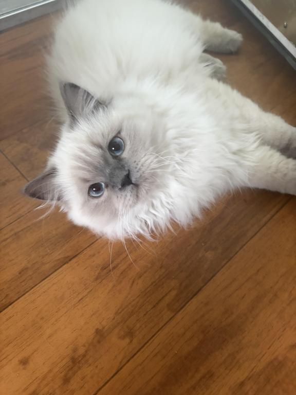 Himalayan Kitten Blue Point  Male Available Fluffy photo 3
