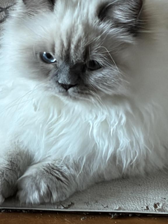 Himalayan Kitten Blue Point  Male Available Fluffy photo 1