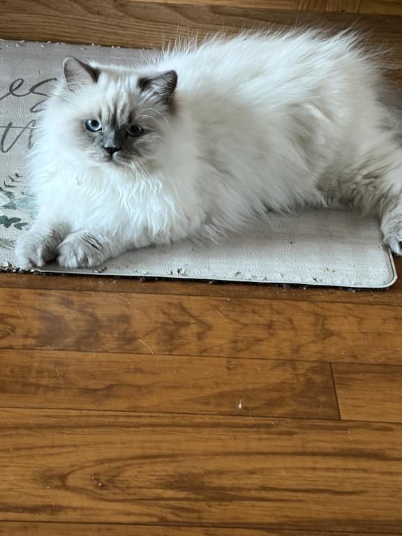 Himalayan Kitten Blue Point  Male Available Fluffy photo 6