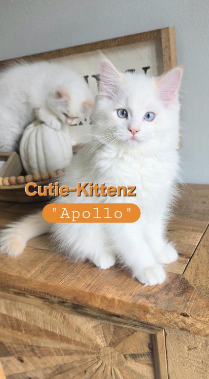 Apollo And Cosmo photo 4