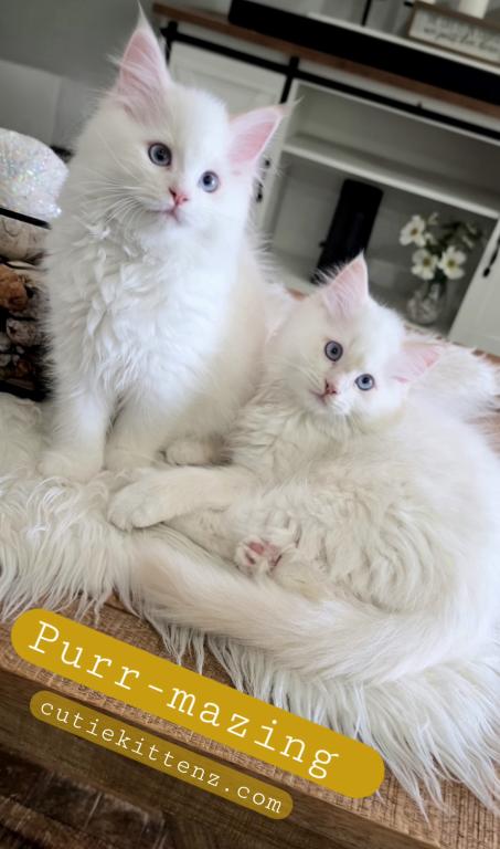 Apollo And Cosmo photo 1
