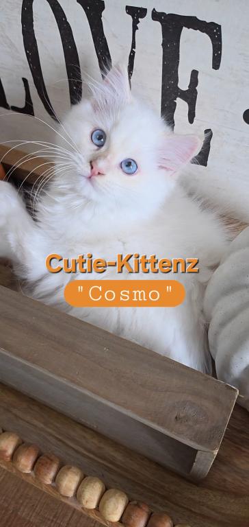 Apollo And Cosmo photo 9