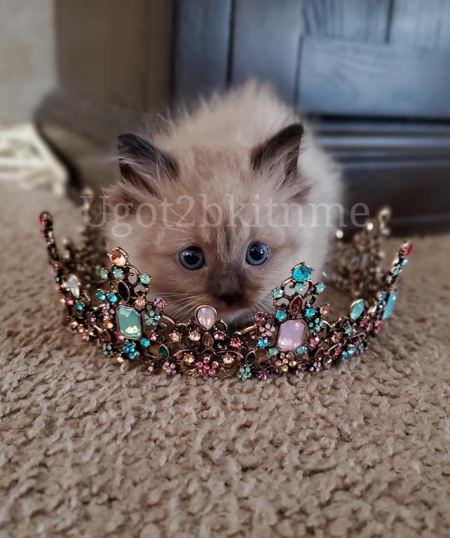 Munchkins Minuets Dollbabies Reserve Yours Now photo 7