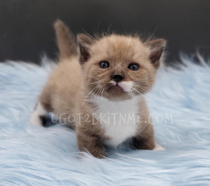 Munchkins Minuets Dollbabies Reserve Yours Now photo 1