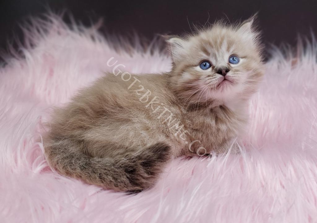Munchkins Minuets Dollbabies Reserve Yours Now photo 9