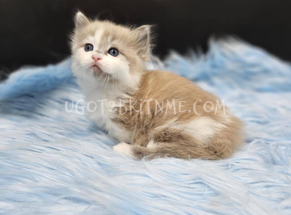 Munchkins Minuets Dollbabies Reserve Yours Now photo 12