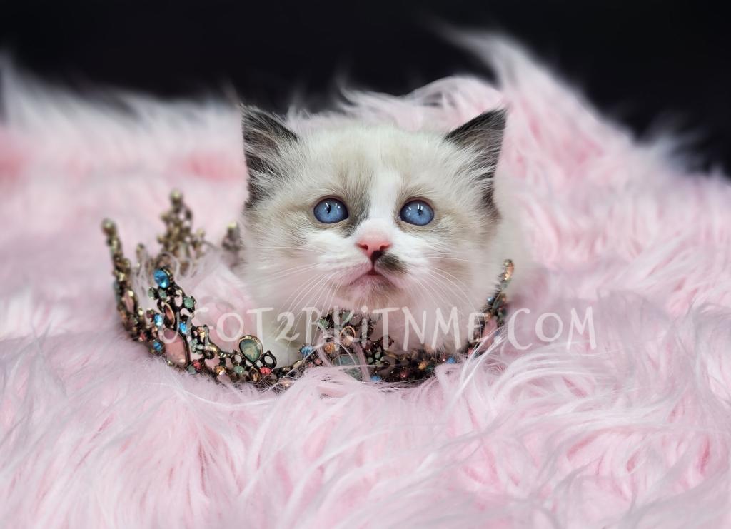 Munchkins Minuets Dollbabies Reserve Yours Now photo 11