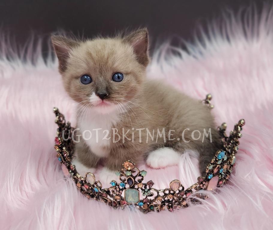 Munchkins Minuets Dollbabies Reserve Yours Now photo 8