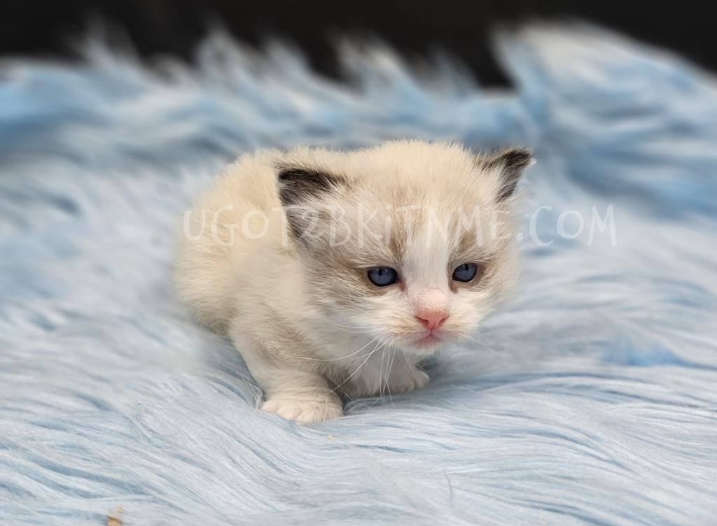 Munchkins Minuets Dollbabies Reserve Yours Now photo 10