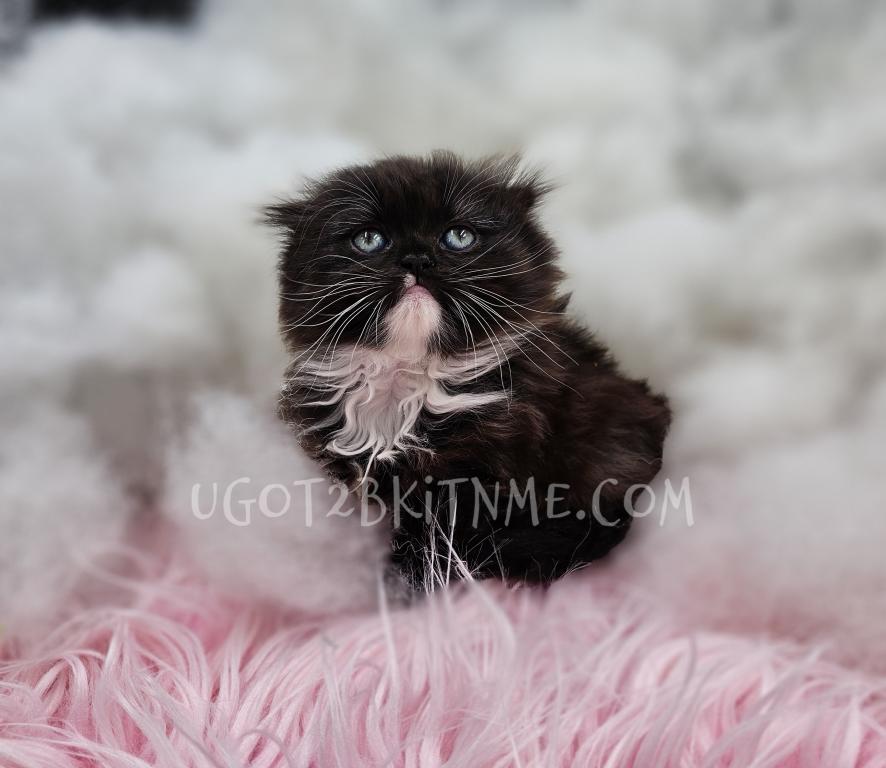 Munchkins Minuets Dollbabies Reserve Yours Now photo 4