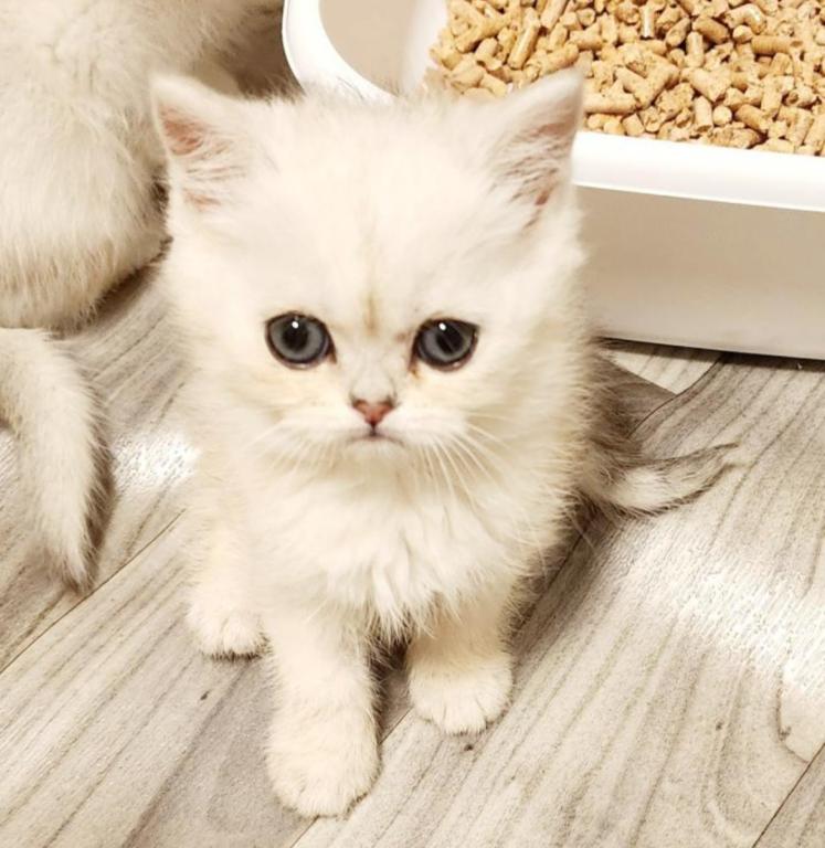 British Shorthair Silver Chinchilla Amber photo 3