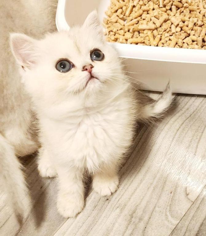 British Shorthair Silver Chinchilla Amber photo 2