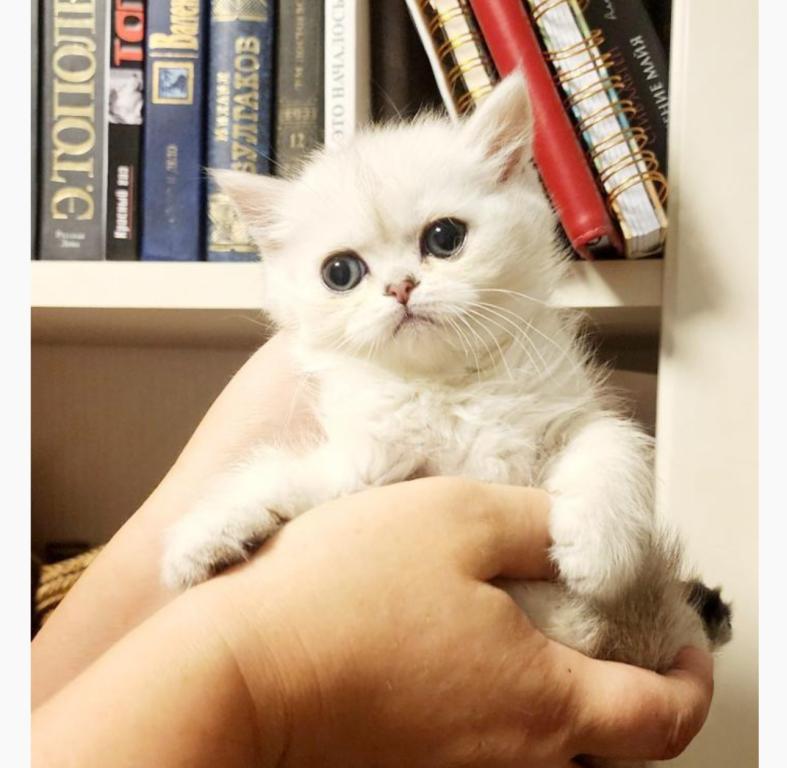 British Shorthair Silver Chinchilla Amber photo 1