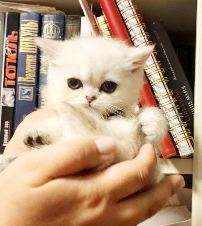 British Shorthair Silver Chinchilla Amber photo 4