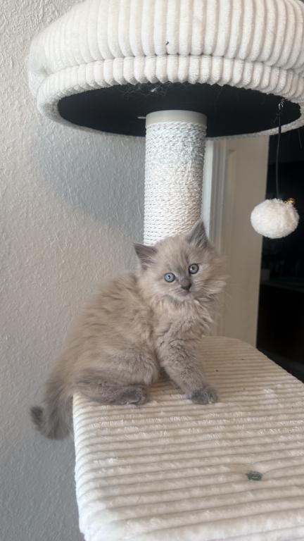 Miso photo 1