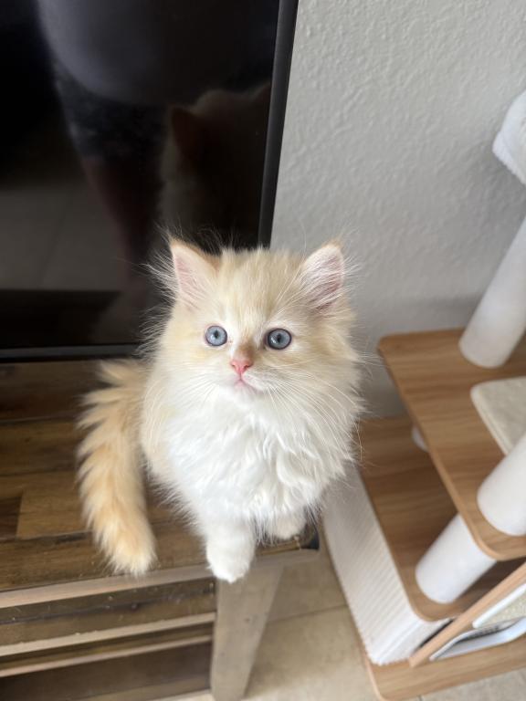 Milo photo 2